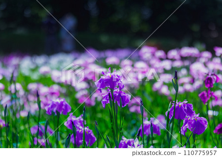 A special spot: the irises of Ritsurin Park 110775957
