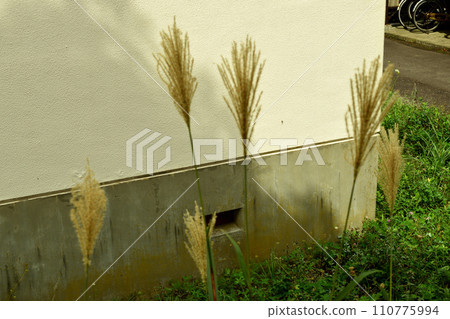 Miscanthus grass growing in the housing complex 110775994