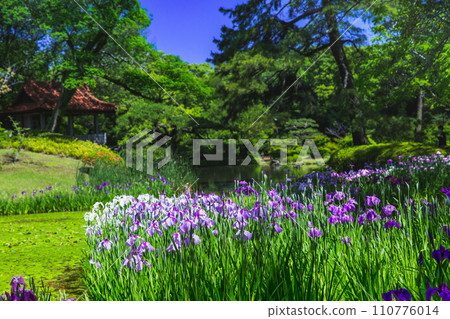 A special spot: the irises of Ritsurin Park A special spot: the irises of Ritsurin Park 110776014