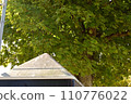 Sun trees 110776022
