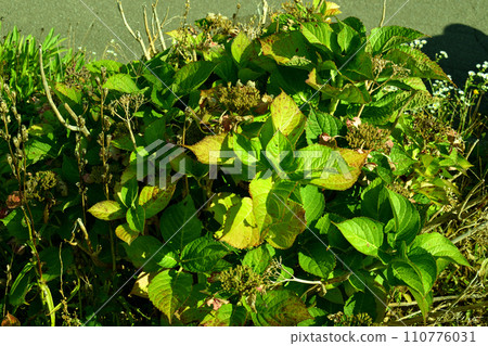 秋天的植物 110776031