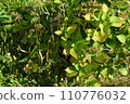 Autumn plants 110776032