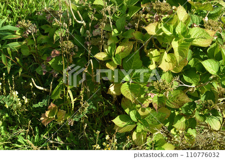 Autumn plants 110776032