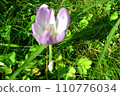 Crocuses bathing in the autumn sunlight 110776034