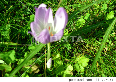沐浴在秋天陽光下的番紅花 110776034