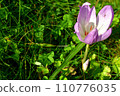 Crocuses bathing in the autumn sunlight 110776035