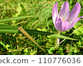 Crocuses bathing in the autumn sunlight 110776036