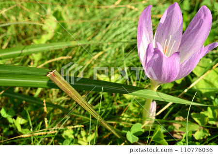 沐浴在秋天陽光下的番紅花 110776036