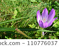 Crocuses bathing in the autumn sunlight 110776037