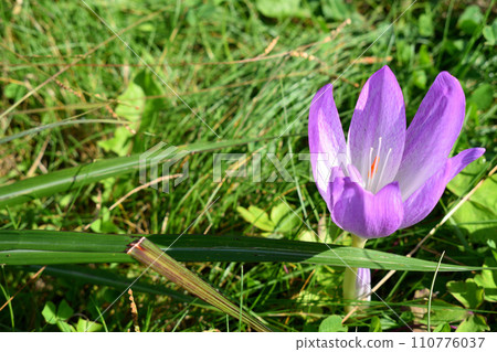 沐浴在秋天陽光下的番紅花 110776037