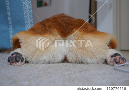 Sleeping corgi Sleeping corgi 110776336