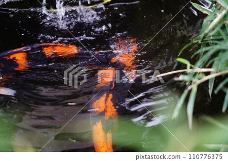 Koi swimming in the pond Koi swimming in the pond 110776375