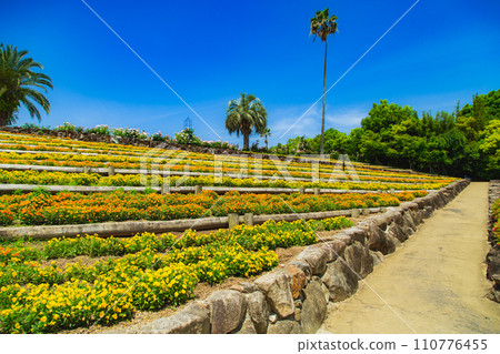 中國、四國最大規模的雷歐瑪世界玫瑰節 110776455