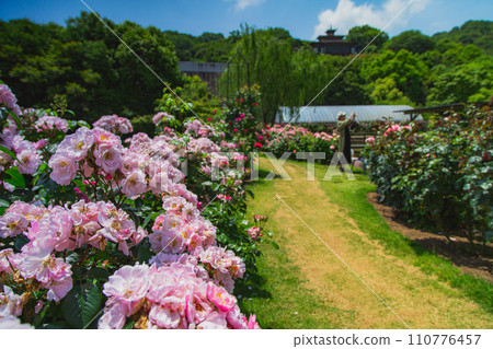 中國、四國最大規模的雷歐瑪世界玫瑰節 110776457