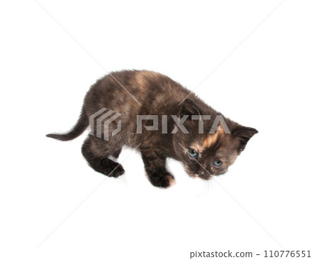 Kitten isolated on the white 110776551