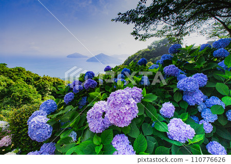 Shiudeyama, one of the most famous hydrangea spots in Kagawa prefecture 110776626