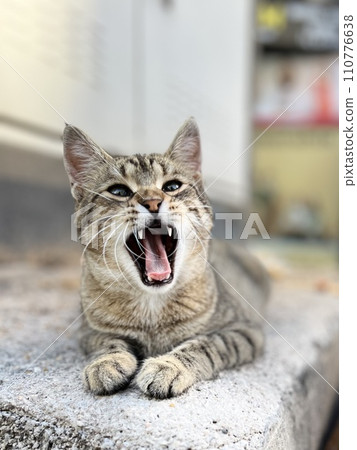 A yawning cat A yawning cat 110776638