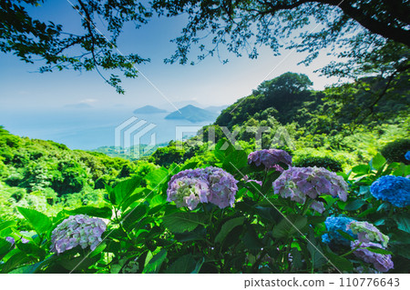 Shiudeyama, one of the most famous hydrangea spots in Kagawa prefecture 110776643