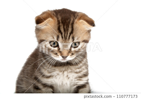 Folding cat isolated on the white 110777173