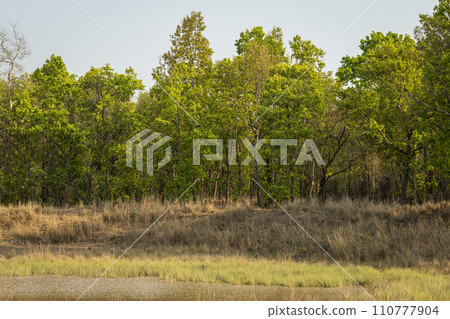 landscape of bandhavgarh national park and wild male tiger resting or camouflage in grass or grassland near water body pond and in background long tall green sal trees in forest madhya pradesh india landscape of bandhavgarh national park and wild male tiger resting or camouflage in grass or grassland near water body pond and in background long tall green sal trees in forest madhya pradesh india 110777904