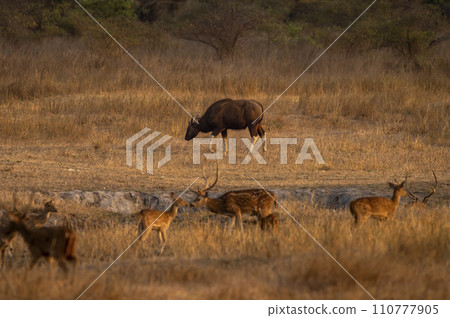 wild male Gaur or Indian Bison or bos gaurus a danger animal or beast with blurred spotted deer or chital axis deer in foreground at landscape of bandhavgarh national park forest madhya pradesh india 110777905