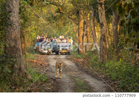 wild female tiger or panthera tigris a showstopper head on road in morning territory stroll and blurred safari vehicles tourist in background pilibhit national park forest reserve uttar pradesh india 110777909