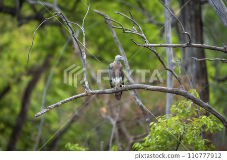 Grey headed Fish Eagle or Ichthyophaga ichthyaetus bird peched high on branch in natural scenic green background during safari at bandhavgarh national park forest tiger reserve madhya pradesh india 110777912