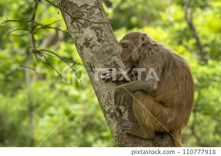 Tender moment Mother loving her baby on her lap Rhesus macaque or Macaca mulatta monkey mother and baby in cuddling moment behavior resting on tree in natural green background in terai forest of india Tender moment Mother loving her baby on her lap Rhesus macaque or Macaca mulatta monkey mother and baby in cuddling moment behavior resting on tree in natural green background in terai forest of india 110777918