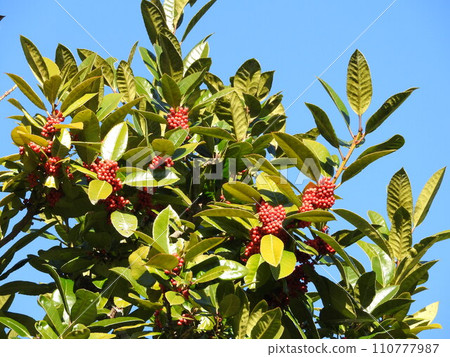 葉子能寫字的水果“Tarayo” 110777987