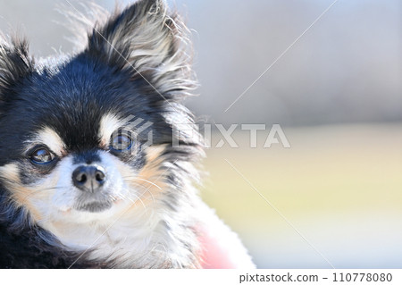 Close-up of a heartwarming Chihuahua with a cute apple head Close-up of a heartwarming Chihuahua with a cute apple head 110778080
