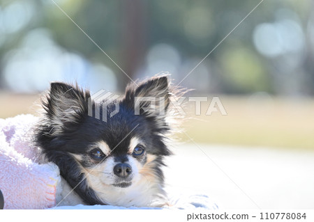Close-up of a heartwarming Chihuahua with a cute apple head 110778084