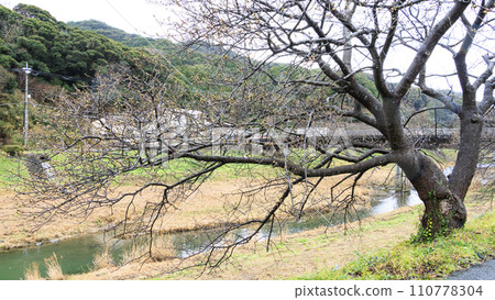 Kawazu櫻花樹在Minamiizu Kawazu櫻花樹在Minamiizu 110778304