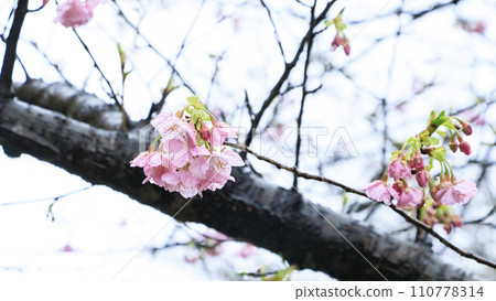 Kawazu cherry tree in Minamiizu 110778314