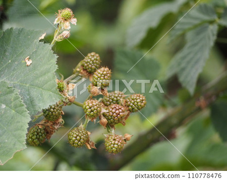 仍然是綠色的黑莓 110778476