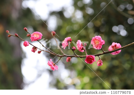 Pink plum blossoms and buds blooming in the winter park 110779078