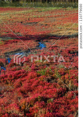 Salicornia coral grass Native habitat of Salicornia europaea 110779080
