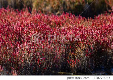 海蓬子珊瑚草 海蓬子原生地 110779083