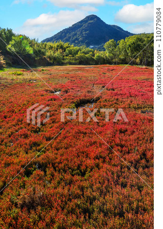 海蓬子珊瑚草 海蓬子原生地 110779084