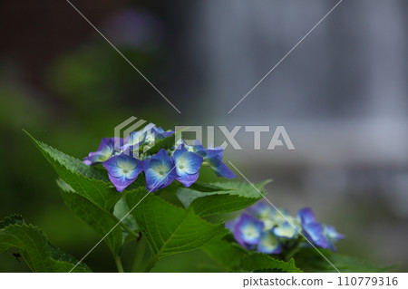 繡球花和水門 繡球花和水門 110779316