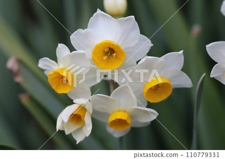 Early-blooming daffodil flowers blooming in the winter park 110779331
