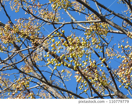 Deciduous tree "Sendan" fruit 110779779