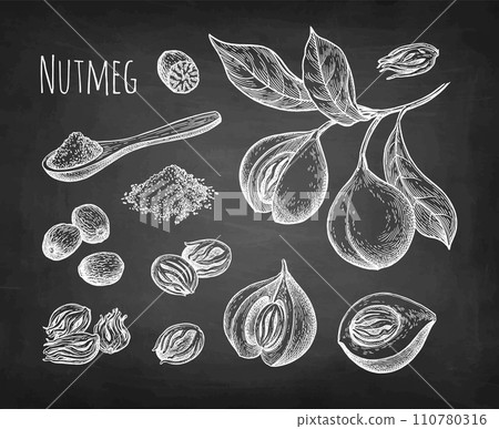 Nutmeg spice set chalk sketch. 110780316