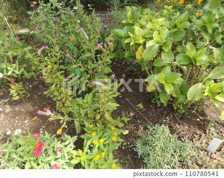 長長的粉紅色穗狀花,像野野戶的道場 長長的粉紅色穗狀花,像野野戶的道場 110780541
