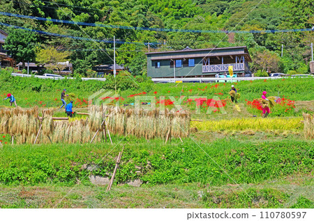 福岡縣百選梯田東覺寺地區的人們正在收割水稻 110780597