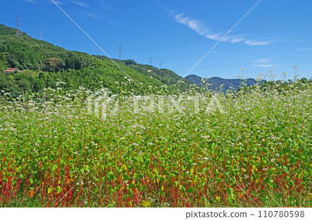 白色的蕎麥花盛開在田野和藍天上 白色的蕎麥花盛開在田野和藍天上 110780598