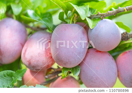 plums on a tree in summer 110780896