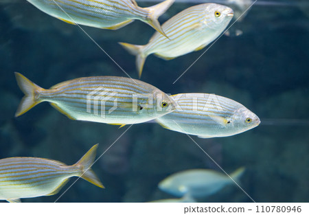 fish with longitudinal stripes swimming fish with longitudinal stripes swimming 110780946