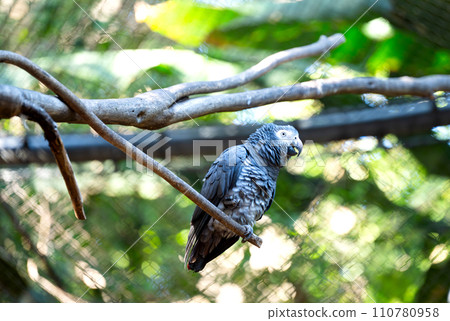 beautiful parrots beautiful parrots 110780958