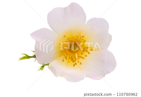 rose hip flower isolated rose hip flower isolated 110780962