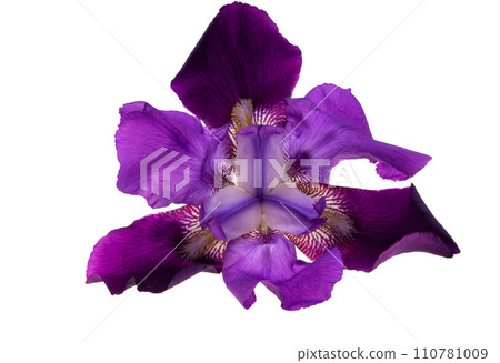 iris flower isolated iris flower isolated 110781009